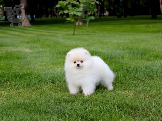 Ένα υπέροχο Pomeranian ψάχνει για ένα νέο σπίτι Έχουμε ένα ωραίο...