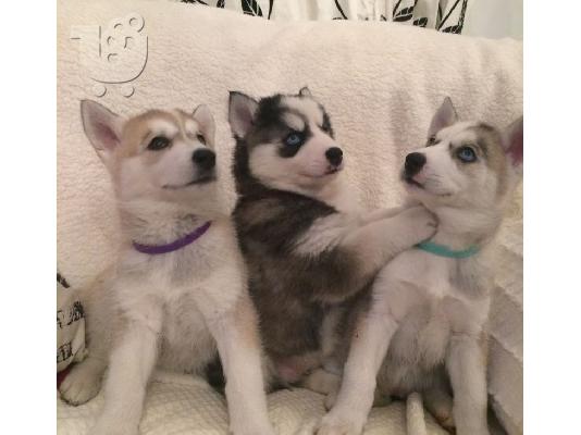 PoulaTo: Χάσκι Σιβηρίας (Siberian Husky)