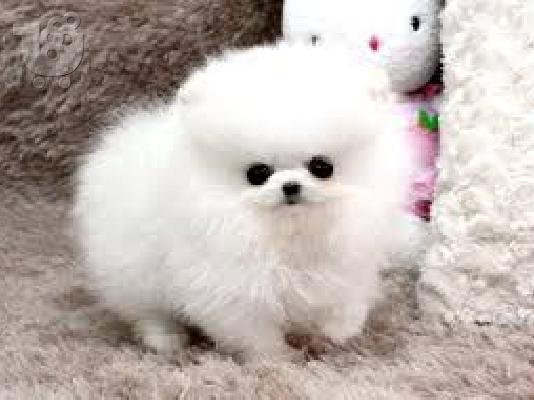 PoulaTo: Σπιτς μινι / pomeranian mini