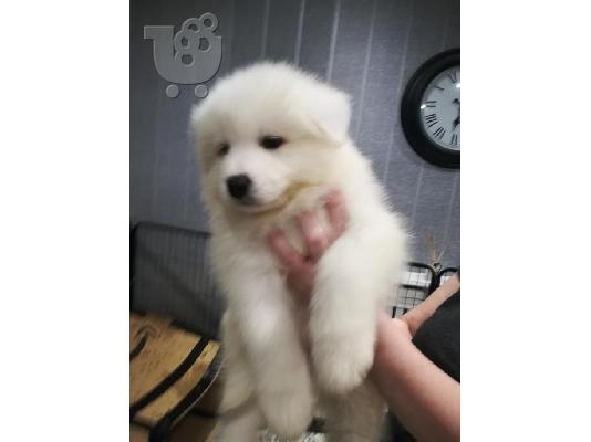 Όμορφα υγιή Samoyed κουτάβια