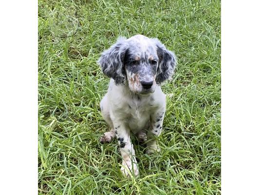 Αγγλικά Σέτερ (English Setter)