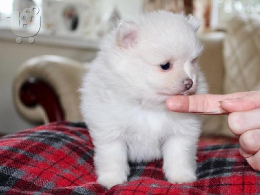 PoulaTo: Μικρό Pomeranian Puppy αρκουδάκι