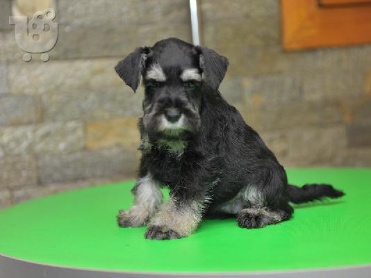 PoulaTo: Μινιατούρα Schnauzer ΟΜΟΡΦΑ κουταβάκια