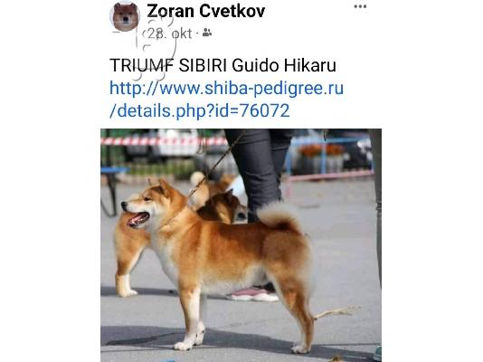 Σίμπα Ινού κουτάβια