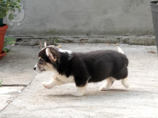 Pembroke Welsh Corgi ΚΟΡΥΦΑΙΑ κουτάβια