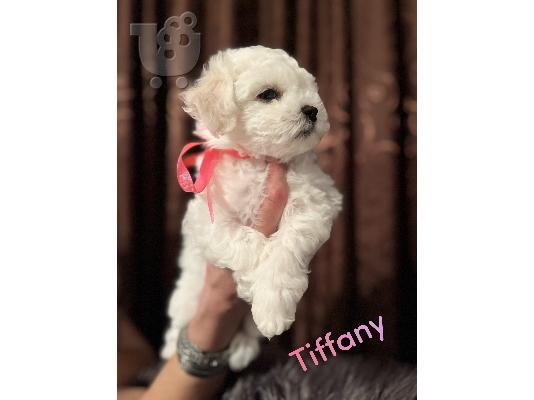 PoulaTo: Bichon Frize κουτάβια