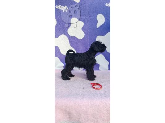 Μινιατούρα Schnauzer κουτάβια