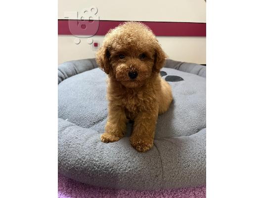 Κόκκινο Toy Poodle