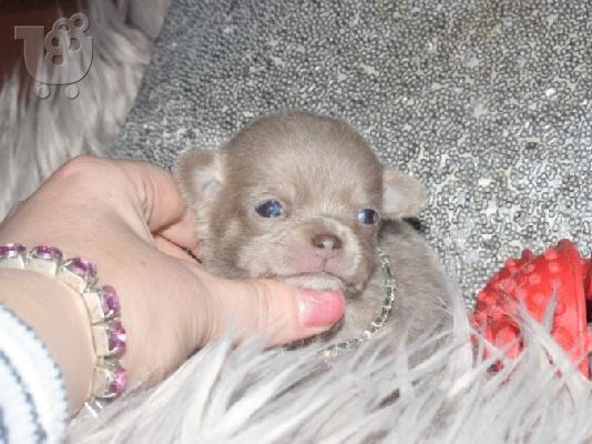 T-Cup Chihuahua
