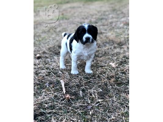 English Springer Spaniel