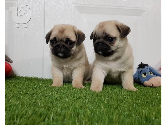PoulaTo: Pug