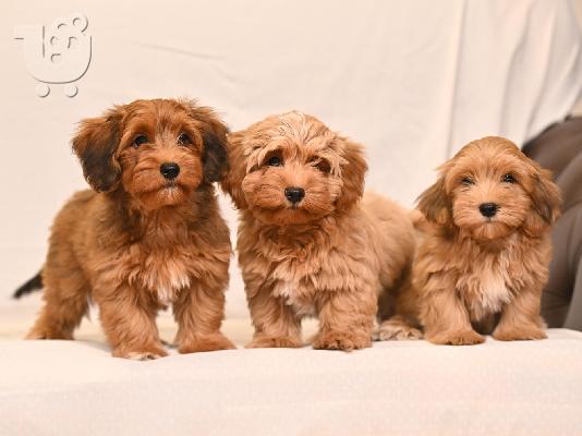 PoulaTo: Havanese Bichon κουτάβια