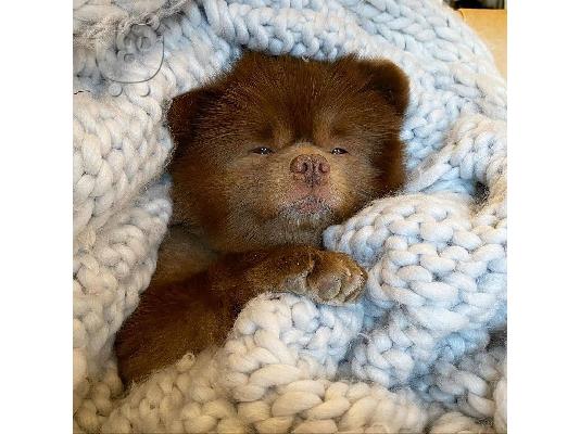 Κουτάβια Pomeranian