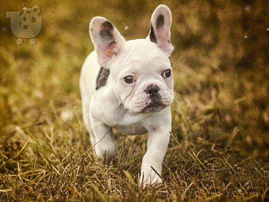 PoulaTo: French bulldog