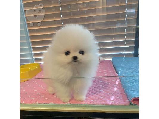 Adorable Pomeranian puppy   WhatsApp at +31687270602