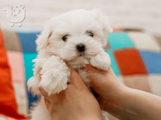 PoulaTo: Maltese teacup