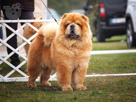 Chow-Chow κουτάβια