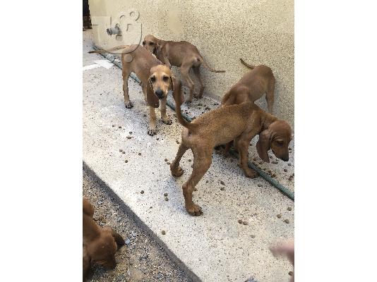 Πωλούνται καθαρόαιμα κουτάβια ΣΕΓΚΟΥΤΣΙ
