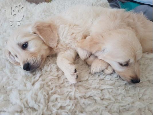 Όμορφα υγιή κουτάβια GODERN RETRIEVER