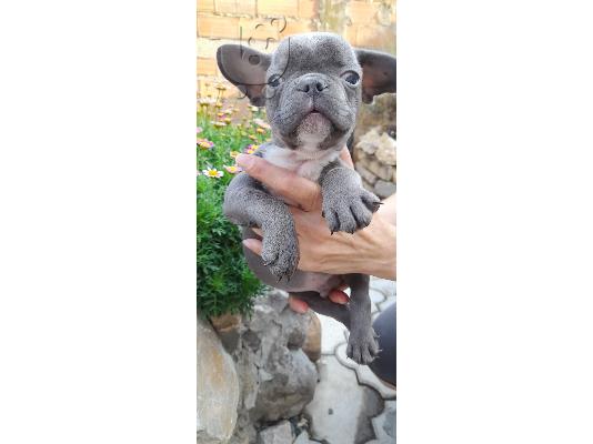PoulaTo: French bulldog Blue