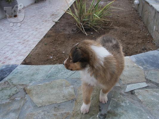 Πανέμορφα κουτάβια Collie