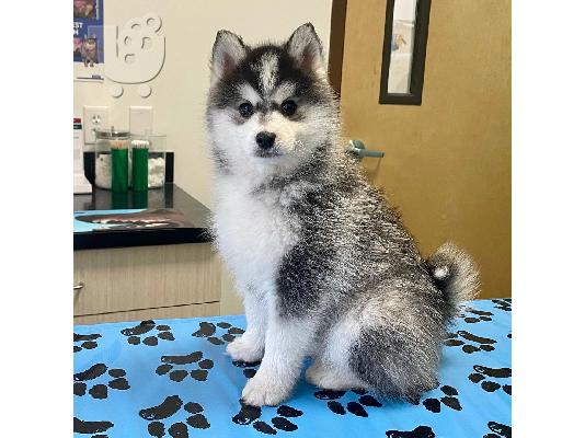 PoulaTo: Pomsky puppy is now ready for adoption