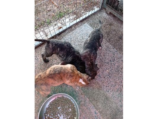 PoulaTo: Presa canario τηλ.6974664477