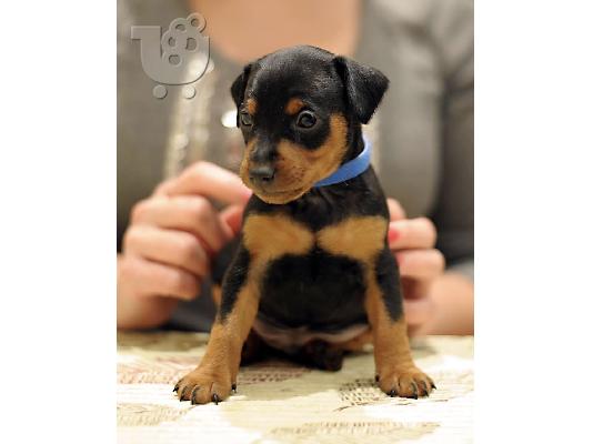 Χαριτωμένο και αξιολάτρευτο Mini Pinscher