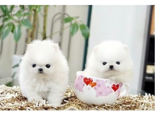 PoulaTo: Pomeranian PureBred