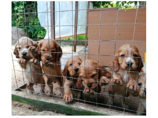 PoulaTo: COCKER SPANIEL.!!!! 6981743775