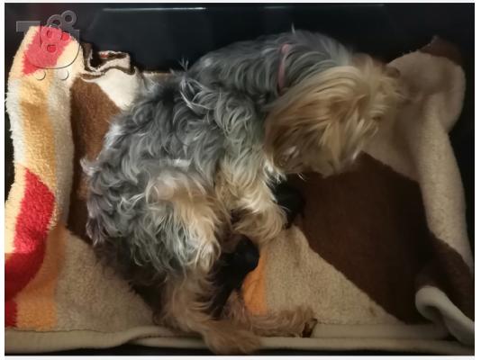 yorkshire terrier