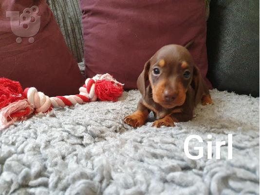 PoulaTo: Μακρυμάλλη Dachshunds