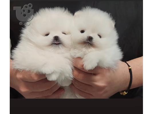 PoulaTo: Pomeranian Spitz κουτάβια