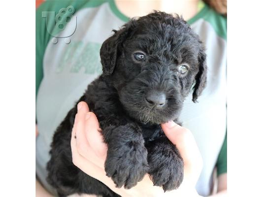 PoulaTo: κουταβιών Airedale terrier