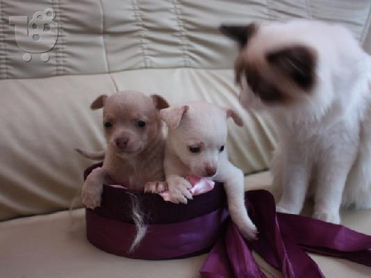 PoulaTo: Lovely Chihuahua Puppies for Sale,