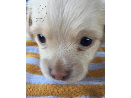Χριστούγεννα Dachshund