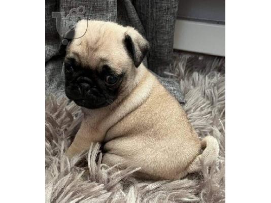 PoulaTo: Όμορφα κουτάβια Pug για καλό σπίτι