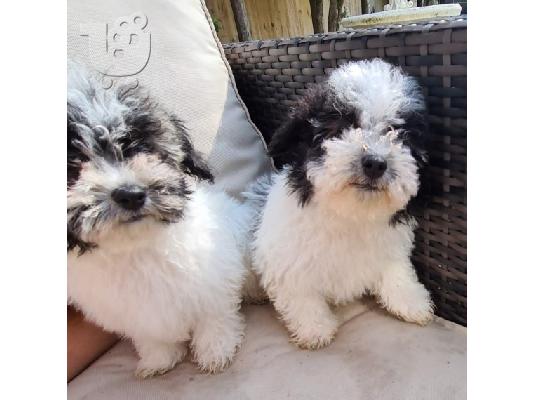 PoulaTo: Όμορφα κουτάβια Havanese