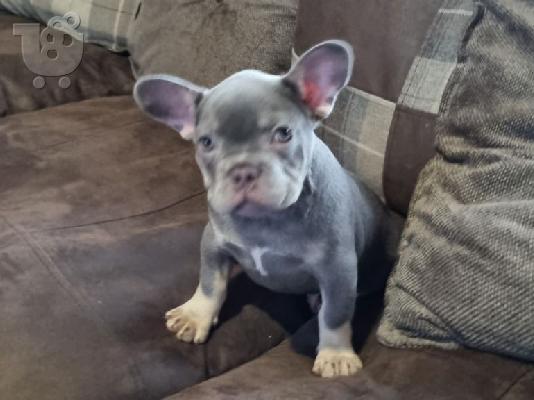 PoulaTo: Πώληση γαλλικά μπουλντόγκ κουτάβια