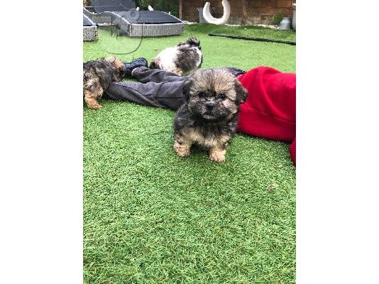 PoulaTo: Ποιότητα Bred οικογένεια Rasied Shih Tzu προς πώληση