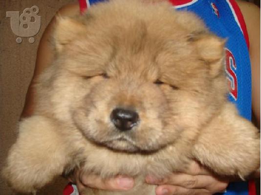 PoulaTo: Awesome Chow Chow Chow κουτάβια διαθέσιμα