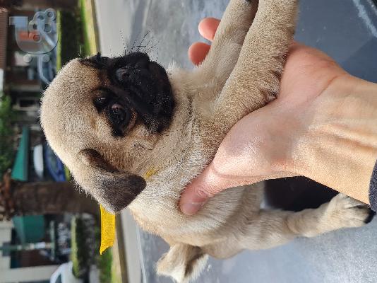 Pug