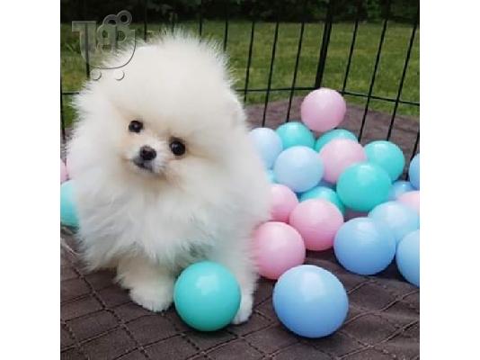 PoulaTo: Παιχνιδιάρικα κουτάβια Pomeranian διαθέσιμα