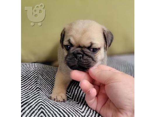 PoulaTo: Pug κουτάβια προς πώληση