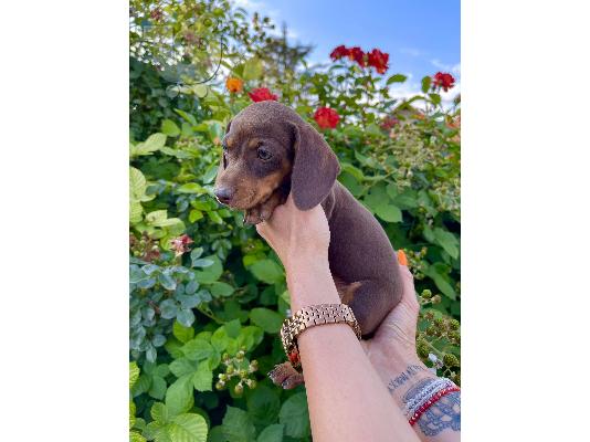 Νάνος Dachshund εξωτικά χρώματα