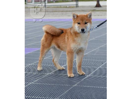 Shiba Inu κουτάβια
