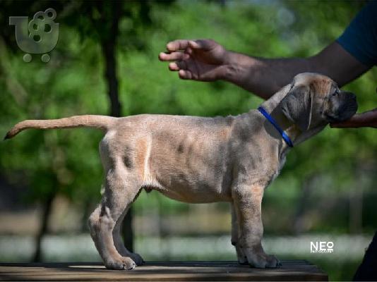 Cane Corso κουτάβια