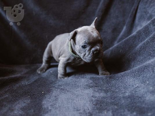 Γαλλικά BullDog κουτάβια