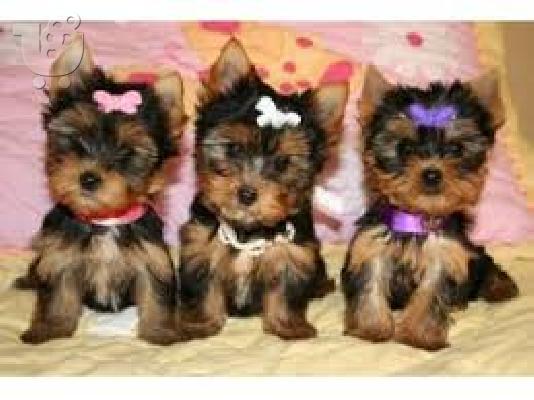 PoulaTo: Ποιότητα Tiny Yorkie κουτάβια