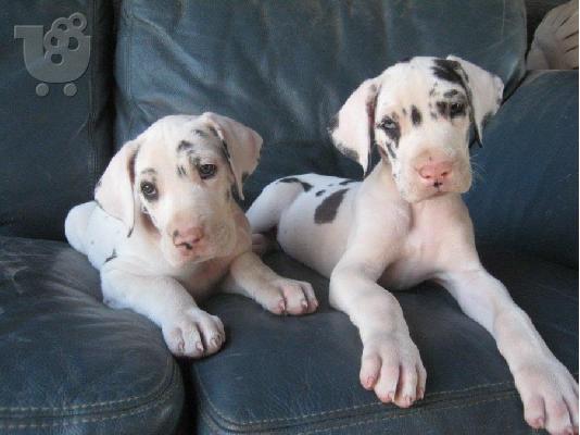 PoulaTo: Κουτάβια Great Dane